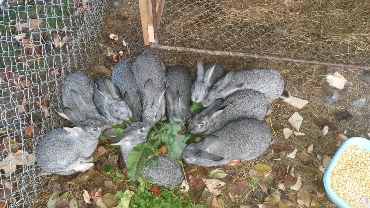 Pensiunea Agroturistica Cerna, Vaideeni, Valcea Экстерьер фото